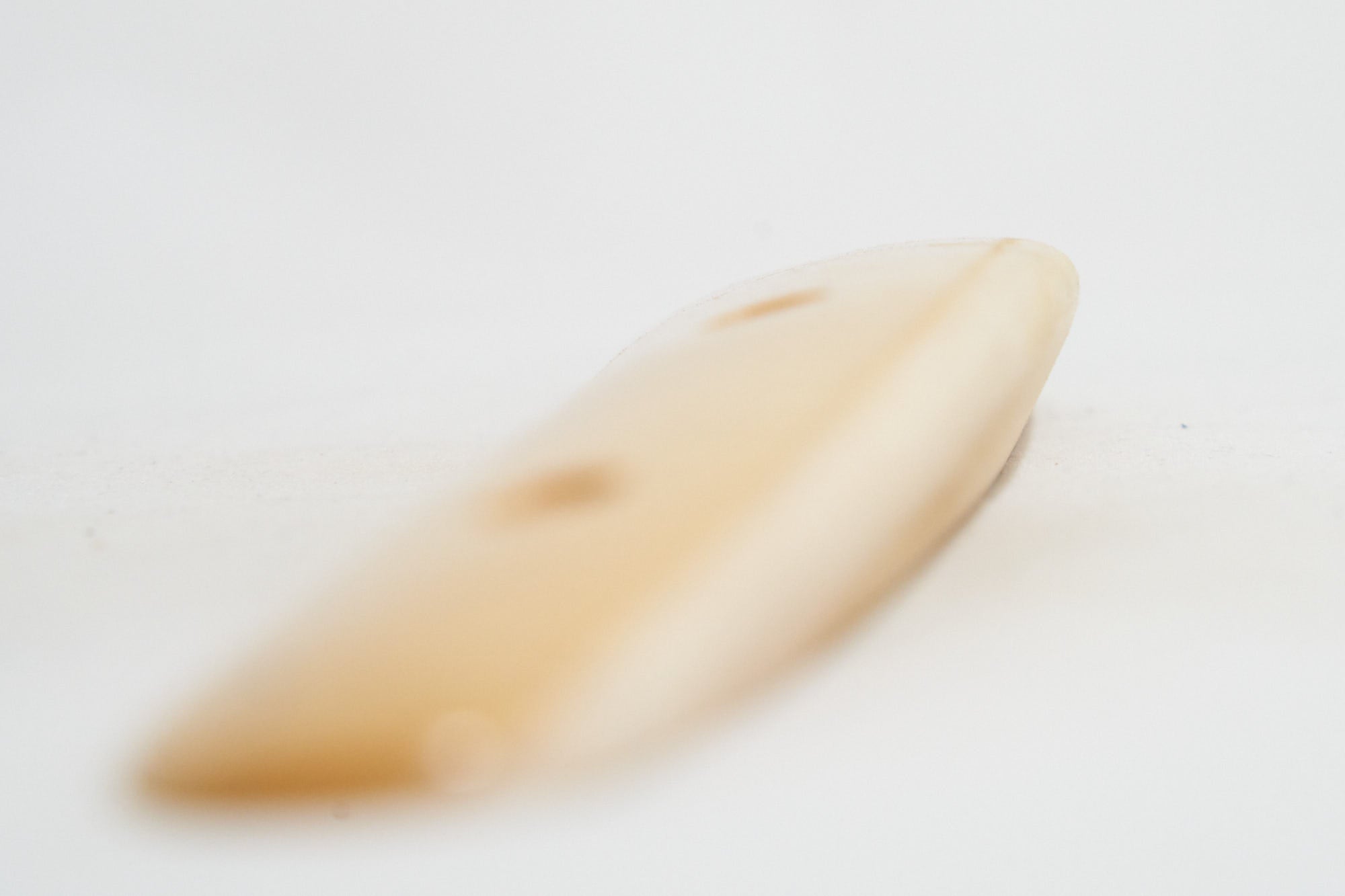 Curly Sycamore 17